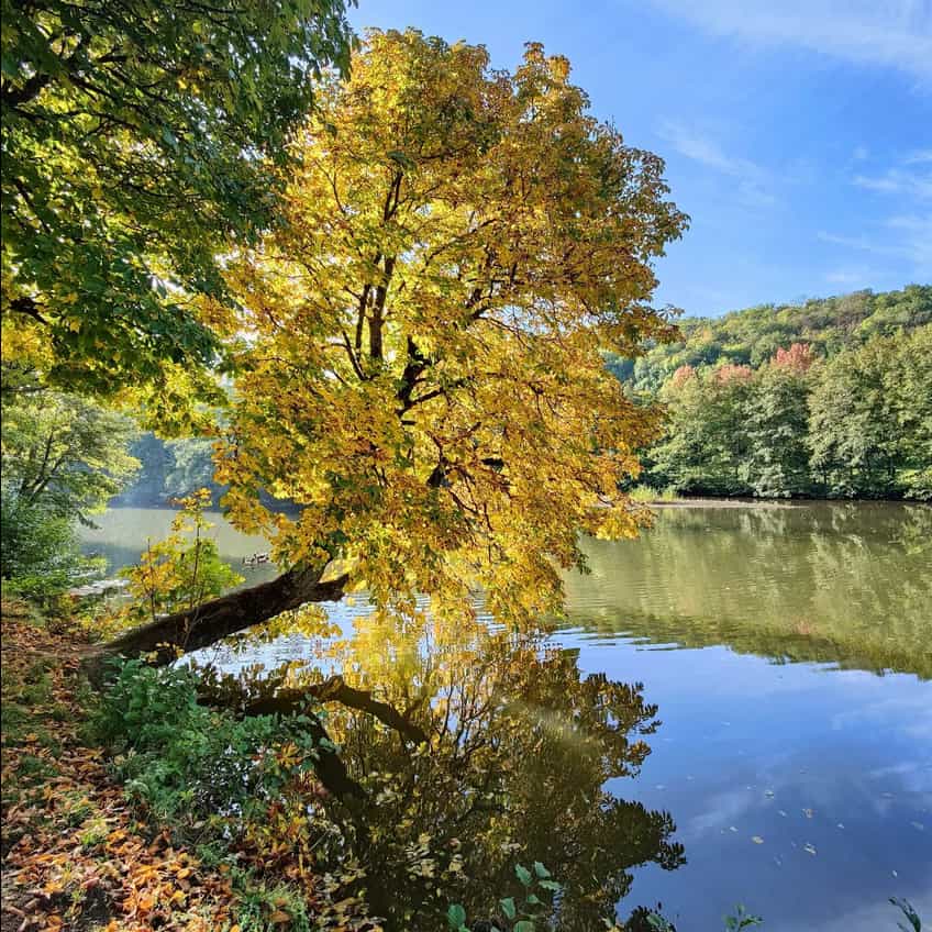 arbre majestueux à Layoule, Rodez